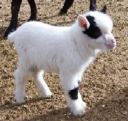 Poppy Cow